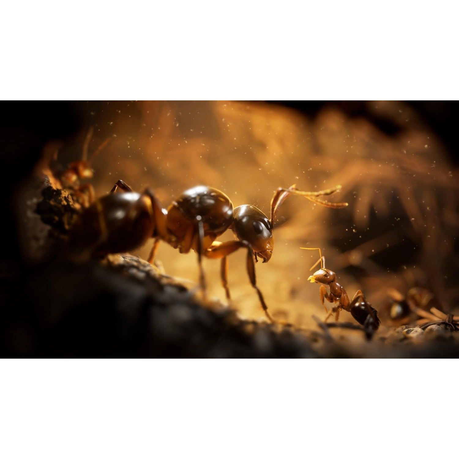 Buy XBOX,Empire of the Ants Limited Edition Xbox Series X - Gadcet UK | UK | London | Scotland | Wales| Near Me | Cheap | Pay In 3 | Physical Video Games